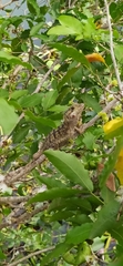 Basiliscus vittatus