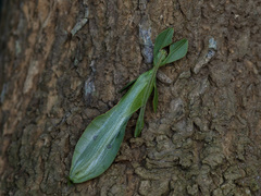 Phylliidae