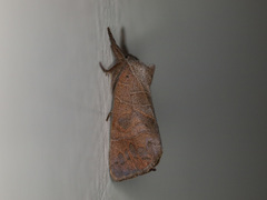 Pygaerinae