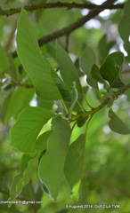 Magnoliopsida