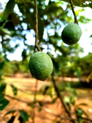 Elaeocarpus ganitrus