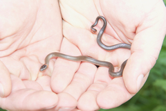 Diadophis punctatus similis