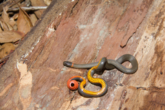 Diadophis punctatus similis