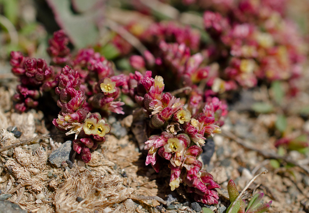 dense-flowered statice
