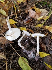 Lepiota erminea