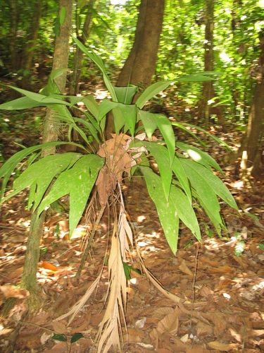 Cuneate Shadowpalm (Geonoma cuneata)