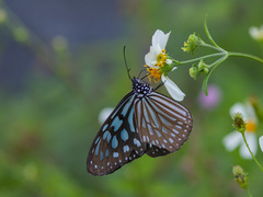 Ideopsis
