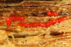 Willkommlangea reticulata