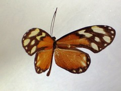 Napeogenes tolosa tolosa