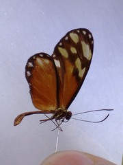Napeogenes tolosa tolosa