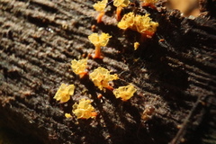 Oligonema verrucosum