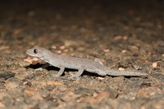 Strophurus intermedius