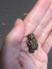 Uperoleia laevigata