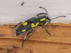 Polyclaeis longicornis