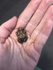 Uperoleia laevigata