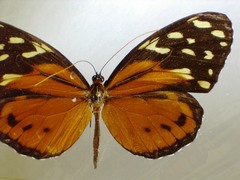 Tithorea harmonia hippothous
