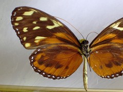 Tithorea harmonia hippothous