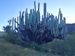 Pachycereus weberi