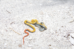 Diadophis punctatus regalis