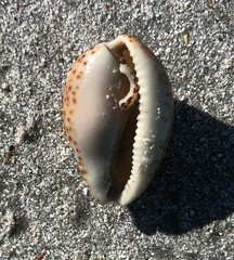 Notocypraea angustata