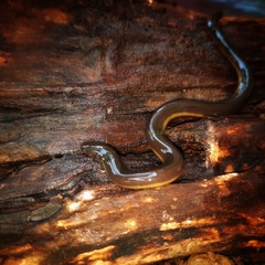 Ichthyophis hypocyaneus