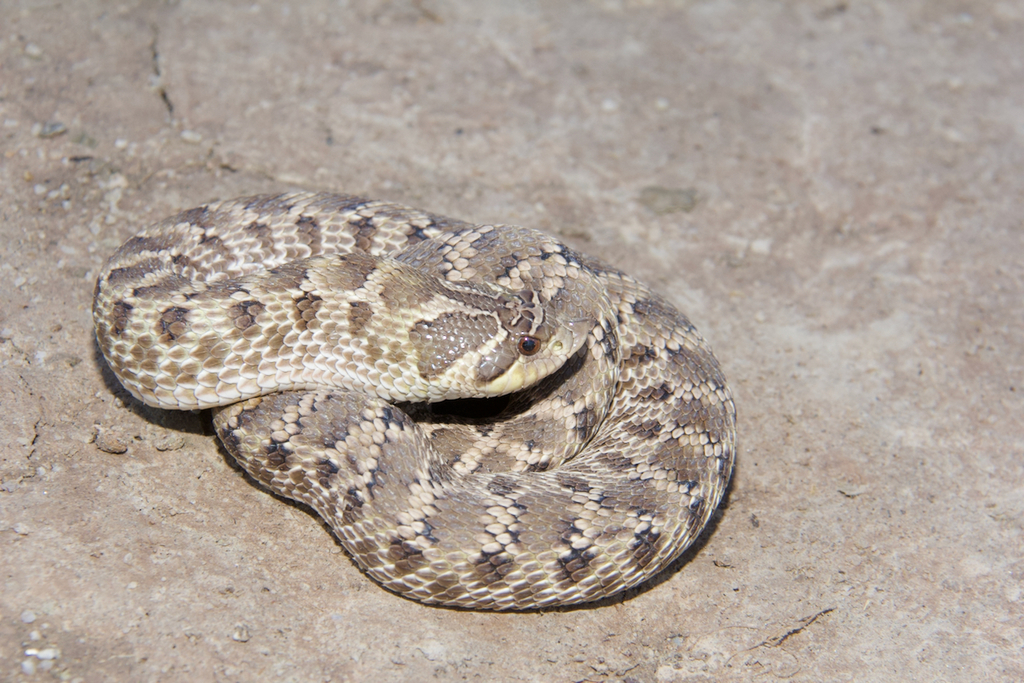 Mexican Hognose Snake in August 2017 by Joey Mugleston · iNaturalist