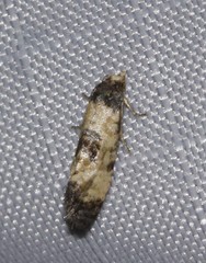 Neocochylis dubitana