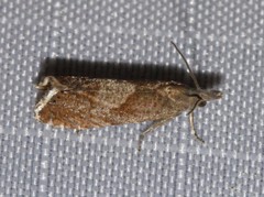 Dichrorampha acuminatana
