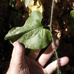 Smilax californica