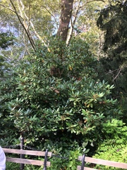 Rhododendron