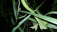 Ahaetulla mycterizans