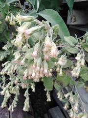 Brickellia secundiflora