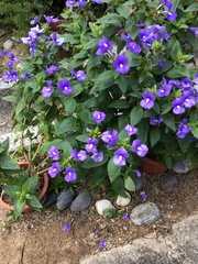 Achetaria azurea