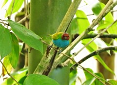 Tangara gyrola