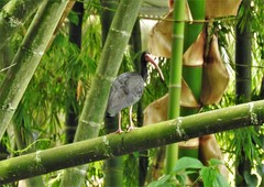 Phimosus infuscatus