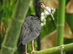 Phimosus infuscatus