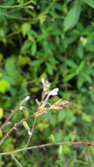 Plumbago pulchella