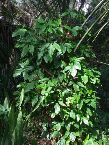 Syngonium podophyllum image