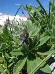 Lupinus arcticus