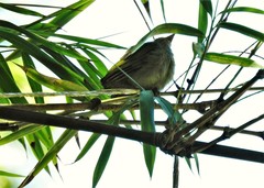 Tangara gyrola
