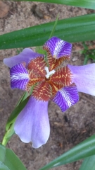 Trimezia coerulea