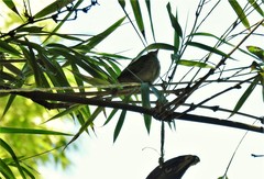 Tangara gyrola