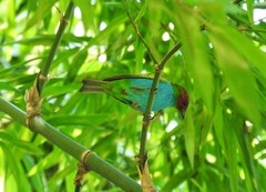 Tangara gyrola