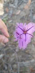 Thysanotus racemoides