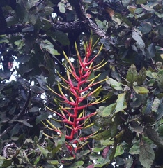 Tillandsia calothyrsus