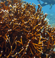 Millepora intricata