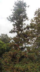 Araucariaceae