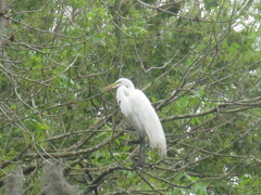 Ardea alba