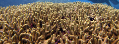 Porites cylindrica