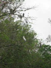 Ardea alba